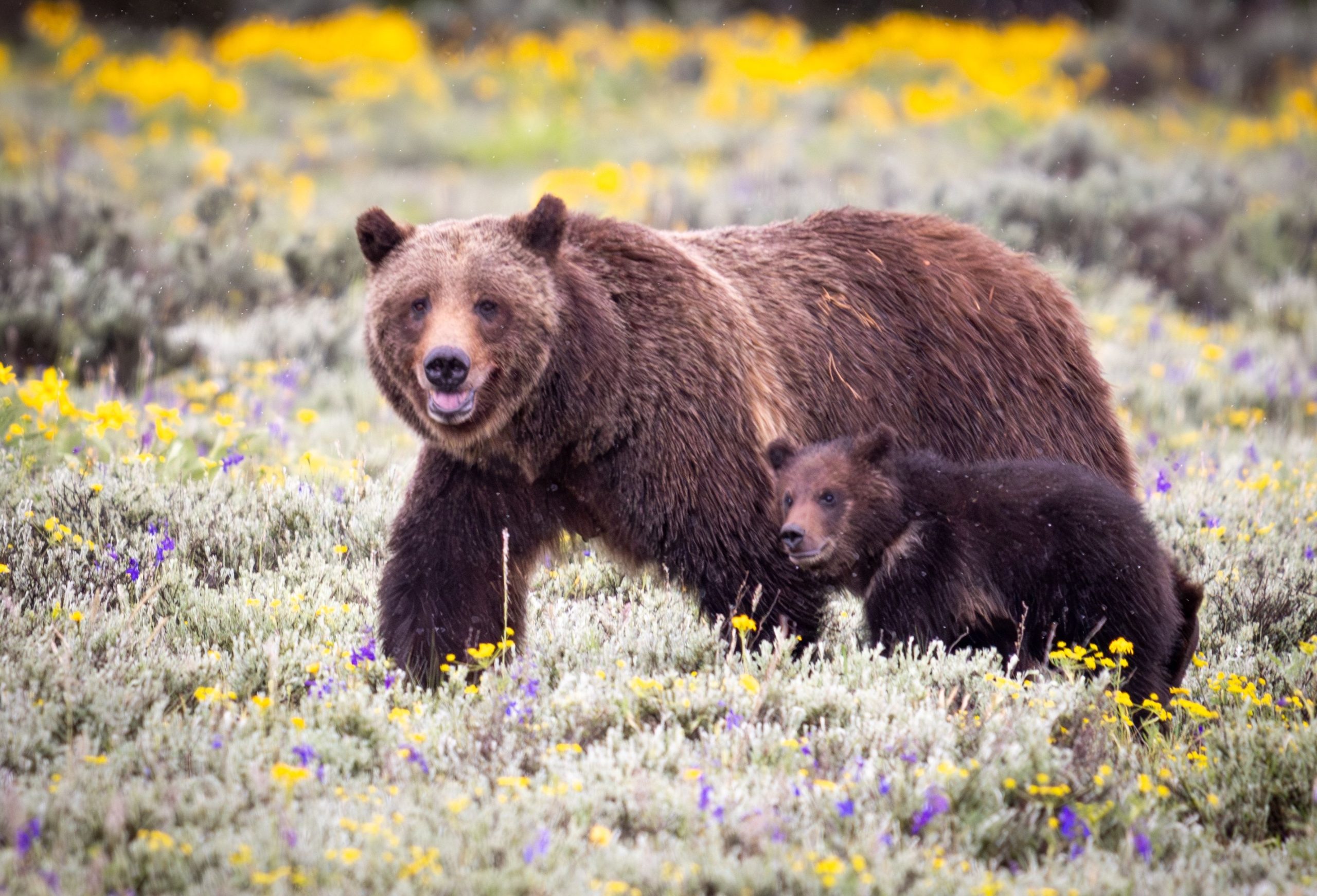 Grand Teton National Park Grizzly Bear, das durch Fahrzeug in Wyoming getötet wurde: Tausende zahlen Tribut in den sozialen Medien