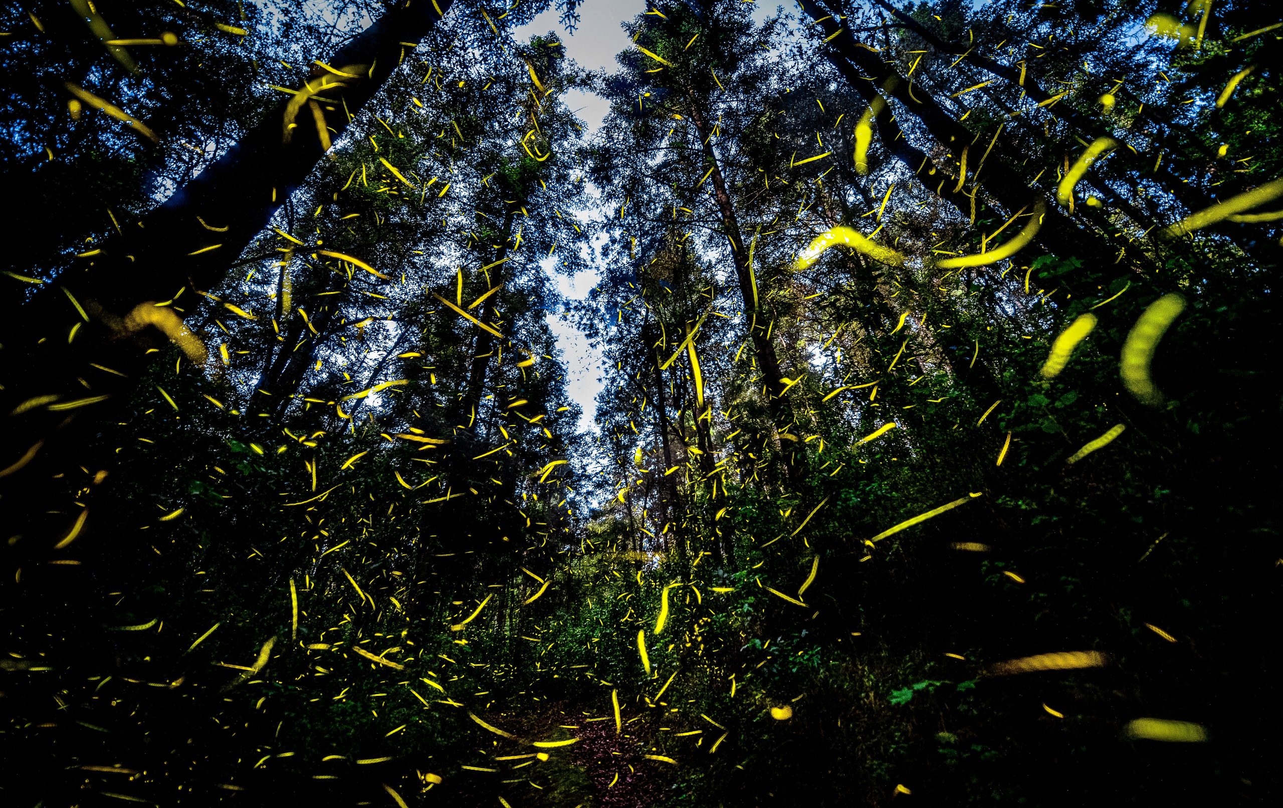 Die beste Zeit, um in diesem Wald zu wandern, ist nach Einbruch der Dunkelheit und der Grund, warum es magisch ist, ist magisch