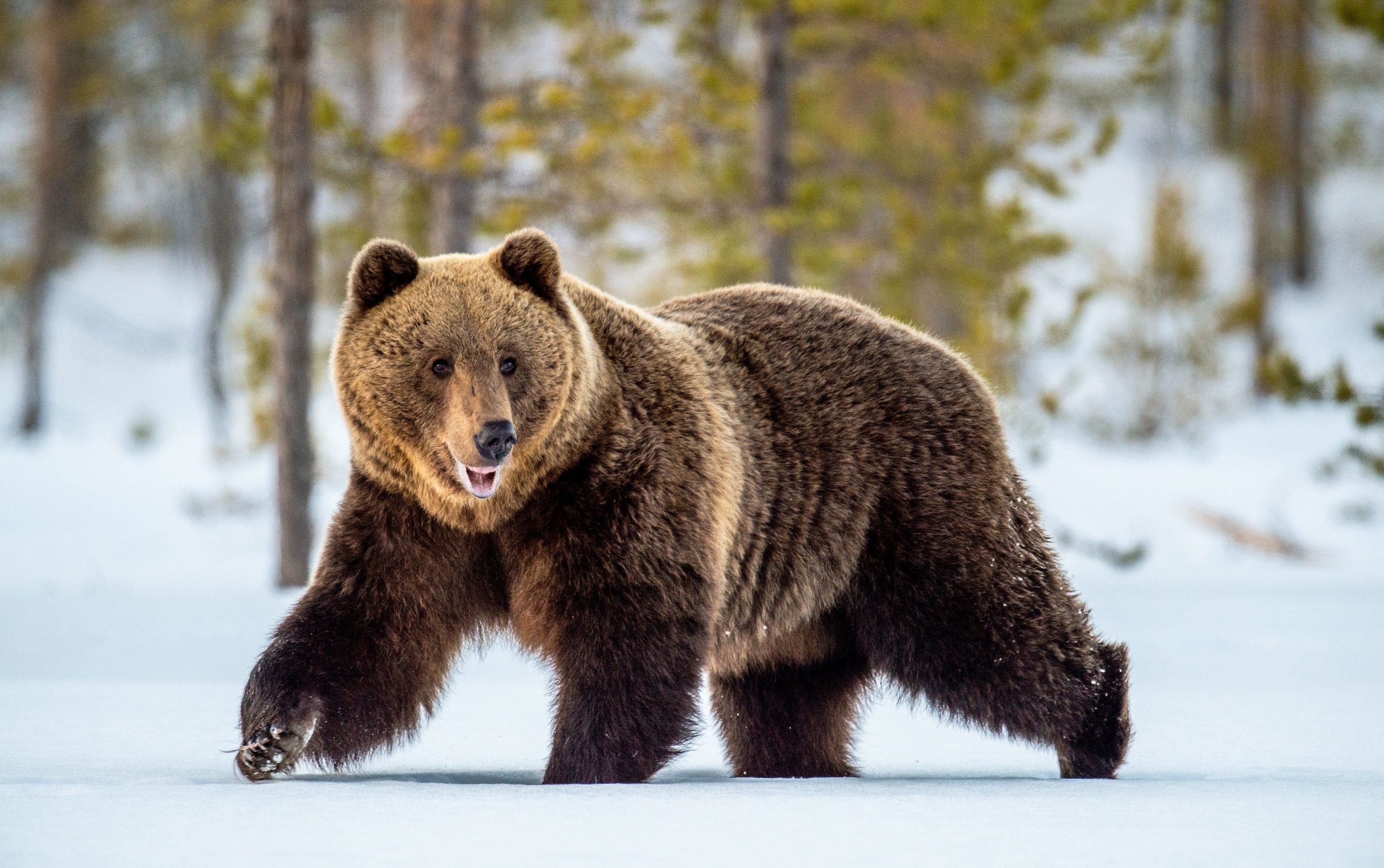 Der berühmte Grizzlys Cub von Grand Teton National Park stirbt in der Autokollision