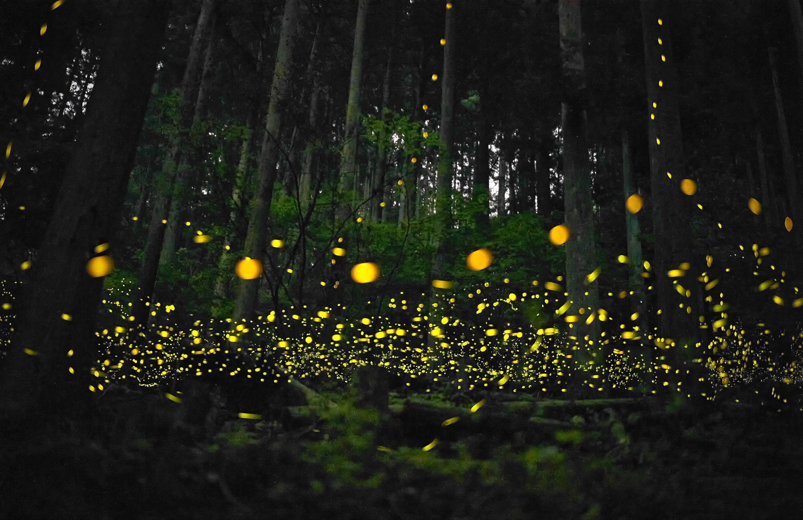 Der Great Smoky Mountains National Park verleiht den Besuchern mit seiner synchronen Firefly Lotterie Aufregung und Frustration