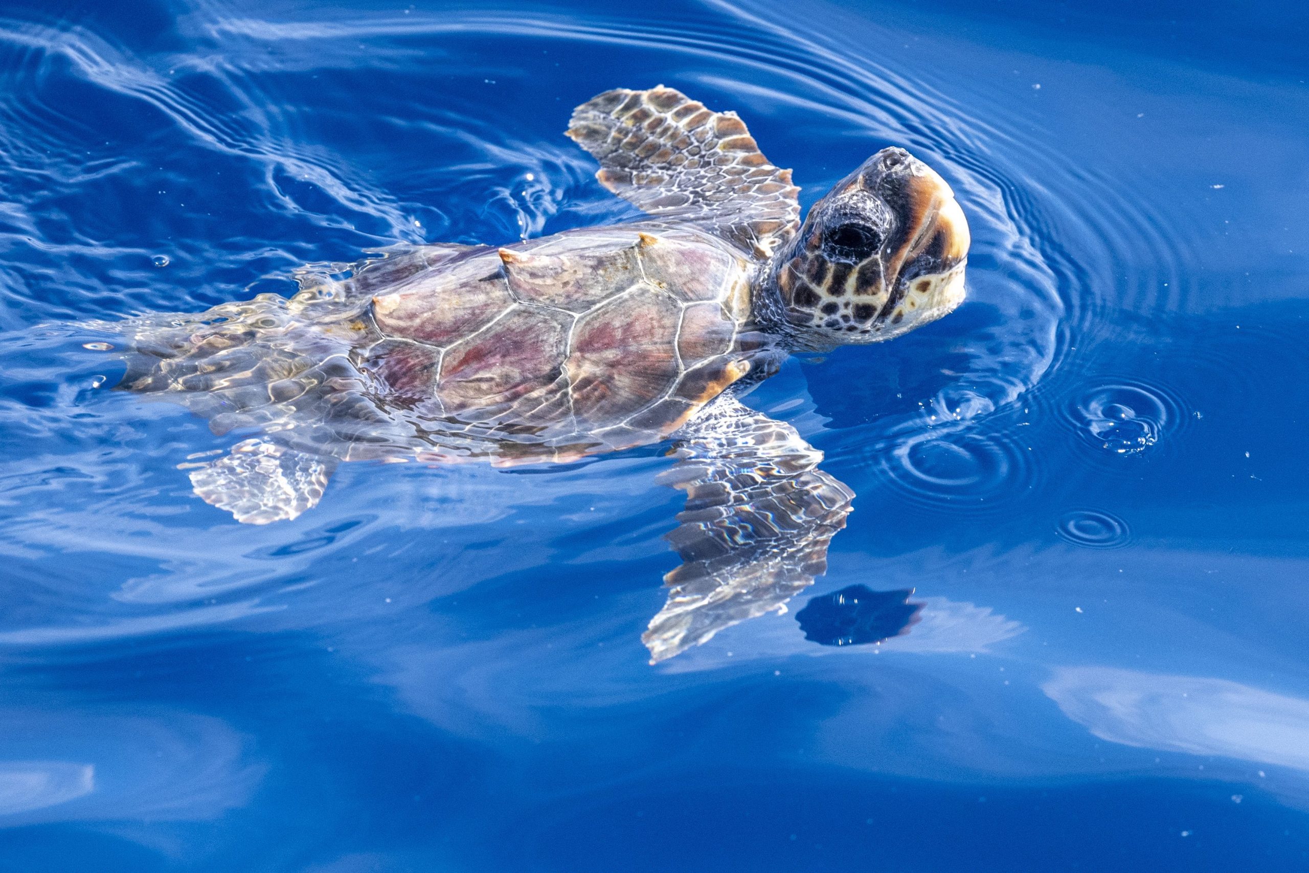 Der Magnetfeld der Erde löst Meeresschildkröten aus, um zu „tanzen“, wenn das Essen in der Nähe ist (und es entzückend)