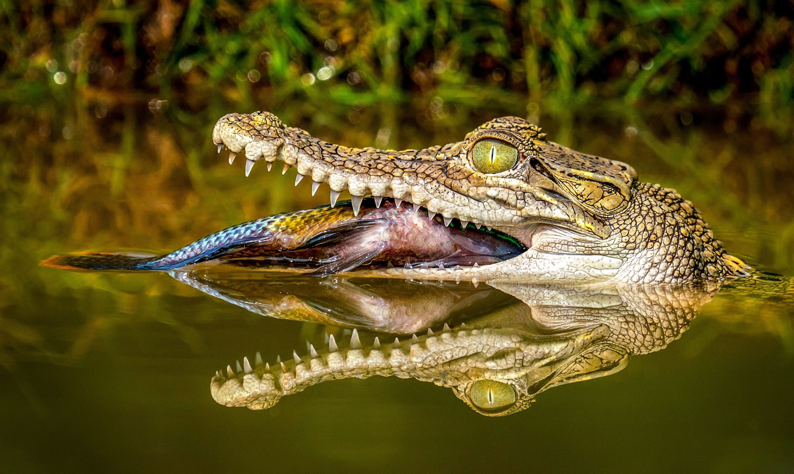 Krokodile überlebten zwei Massenausstergerungsereignisse, weil sie fast alles essen konnten