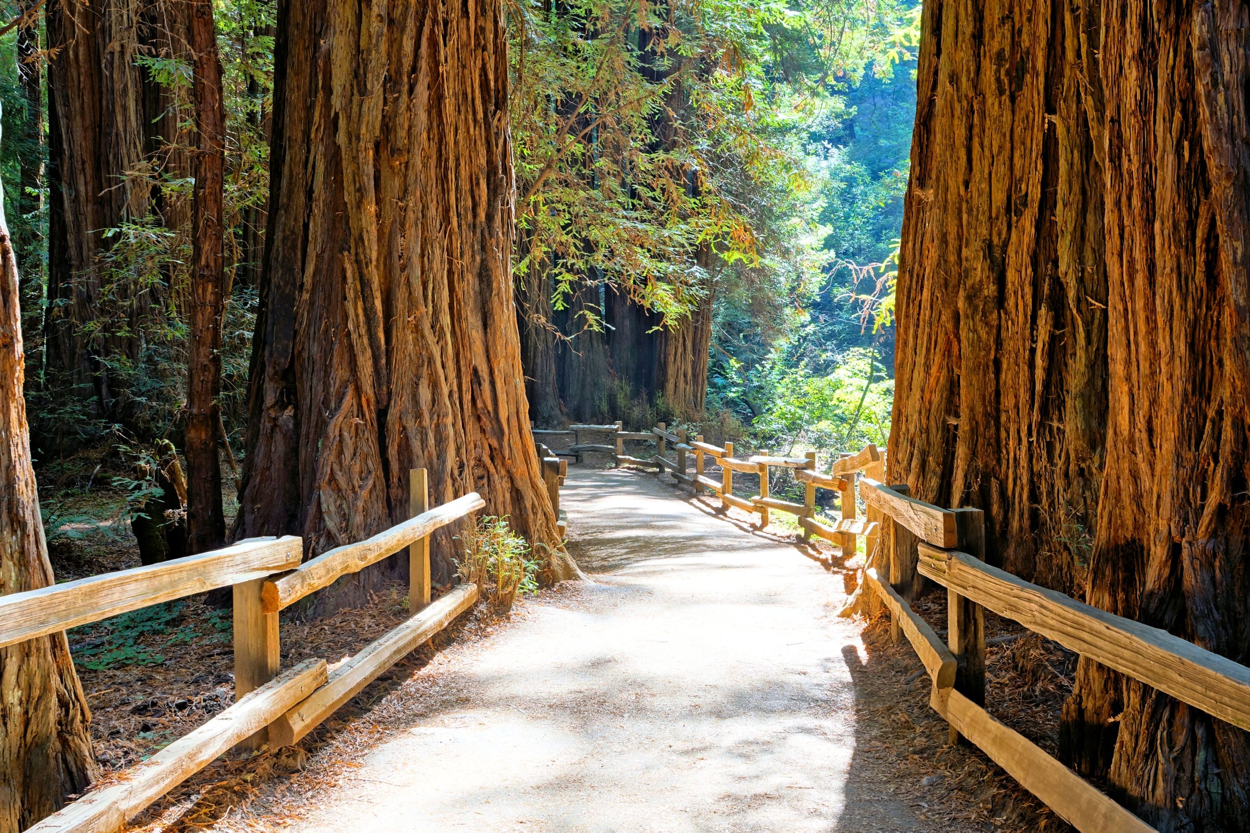 Skip Redwood National Park: Dieses alte California National Monument hat auch die höchsten Bäume der Welt