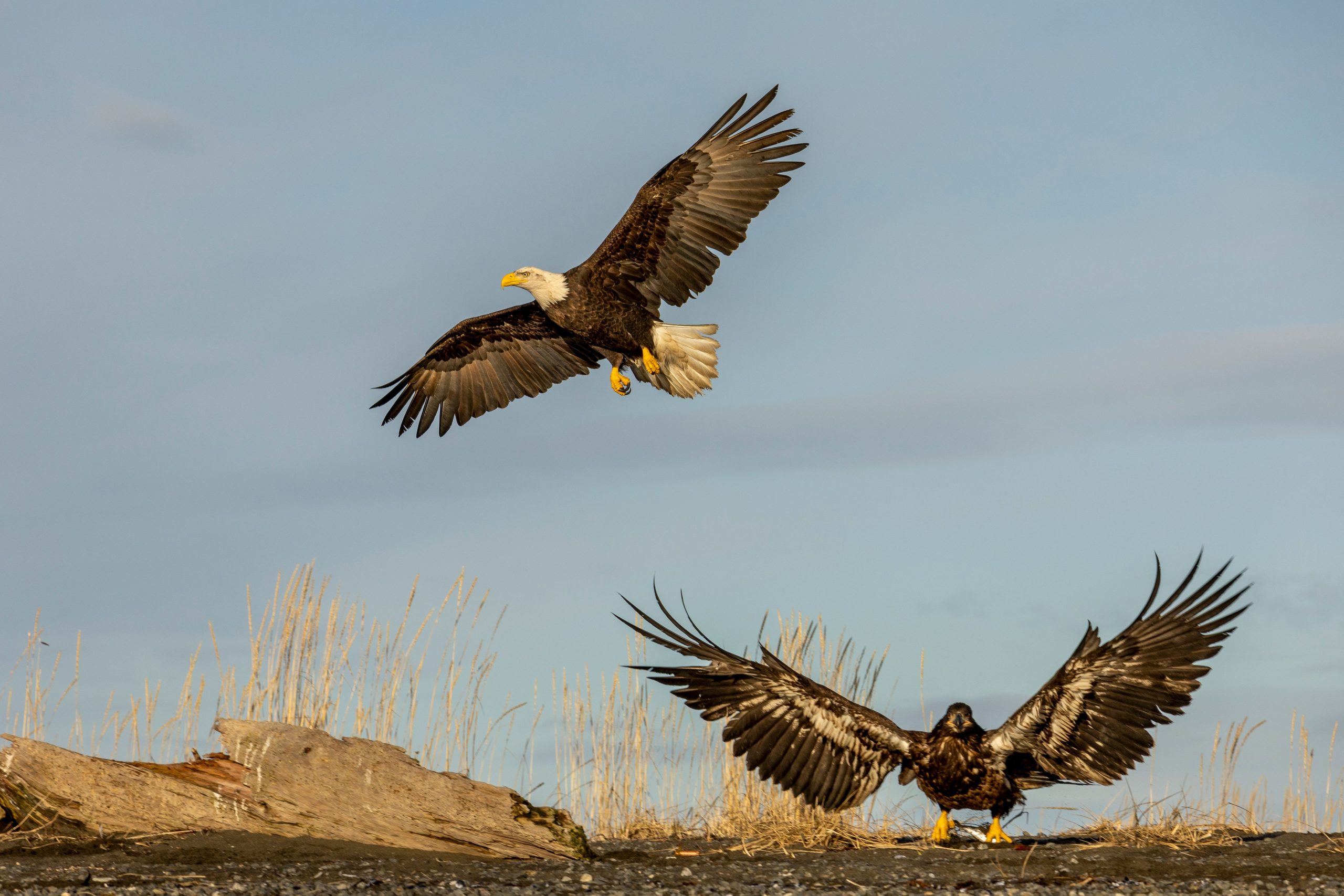 So lange, sonnig! Eines der Babyadler von Big Bear verlässt offiziell das Nest