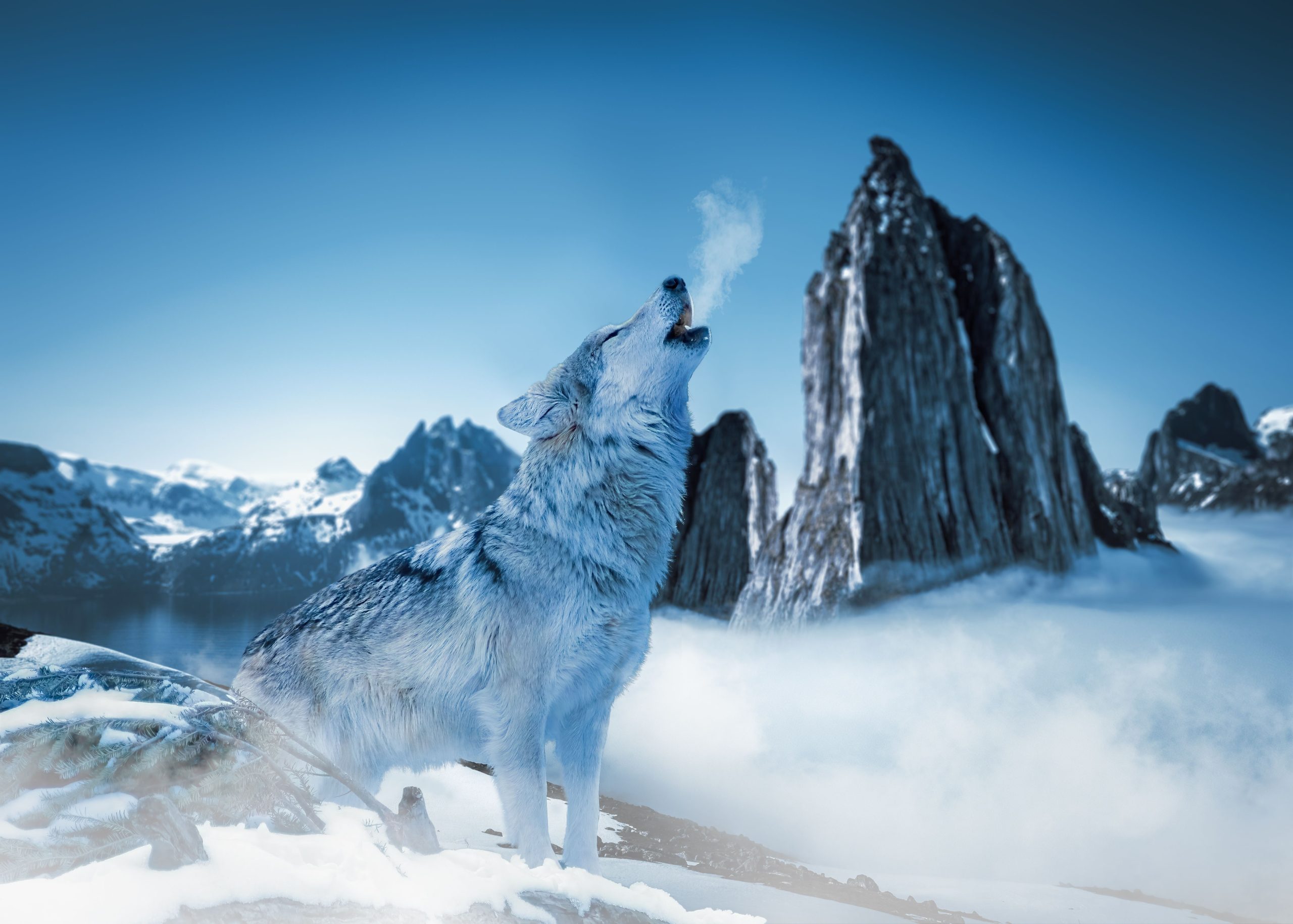 Colorado Parks and Wildlife befürwortet weiterhin die Wiedereinführung dieses Tier