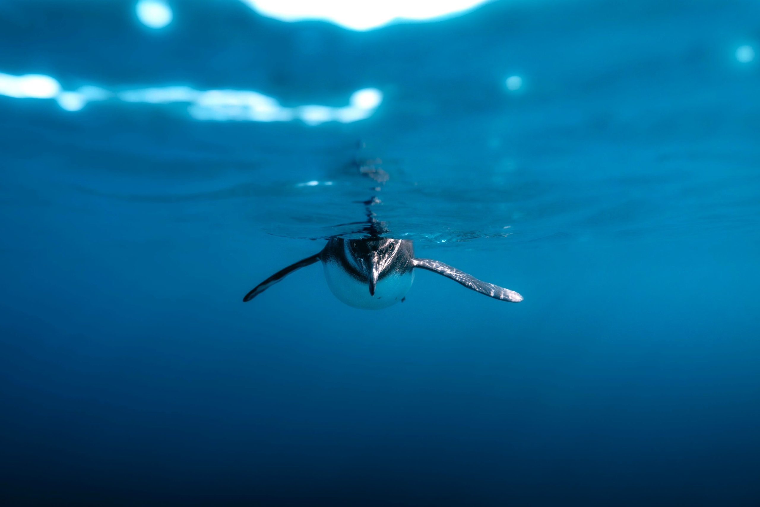 Pinguine entdecken: Hinter den Kulissen mit National Geographic und Lindblad Expeditions für die neuen "Geheimnisse des Dokumentarfilms der Pinguine"