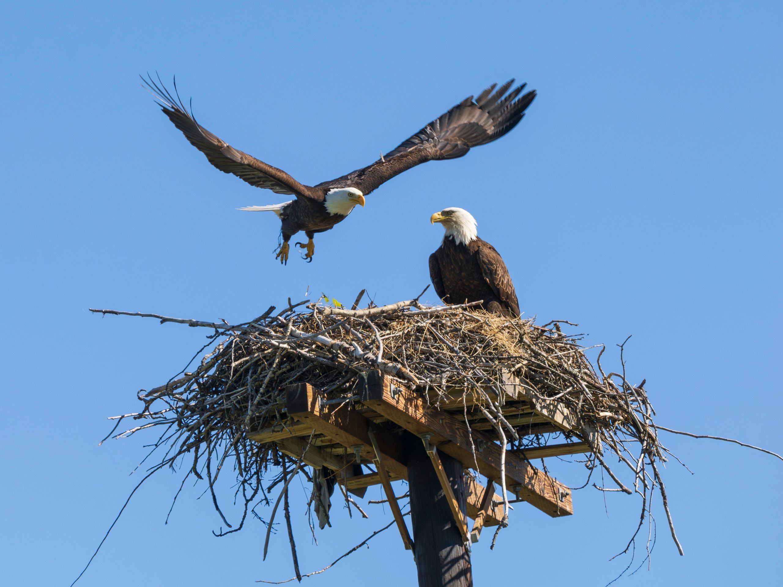 Geh und geh Gizmo! Sunnys Schwester Gizmo holt auf und nimmt ihren ersten Flug aus dem Nest