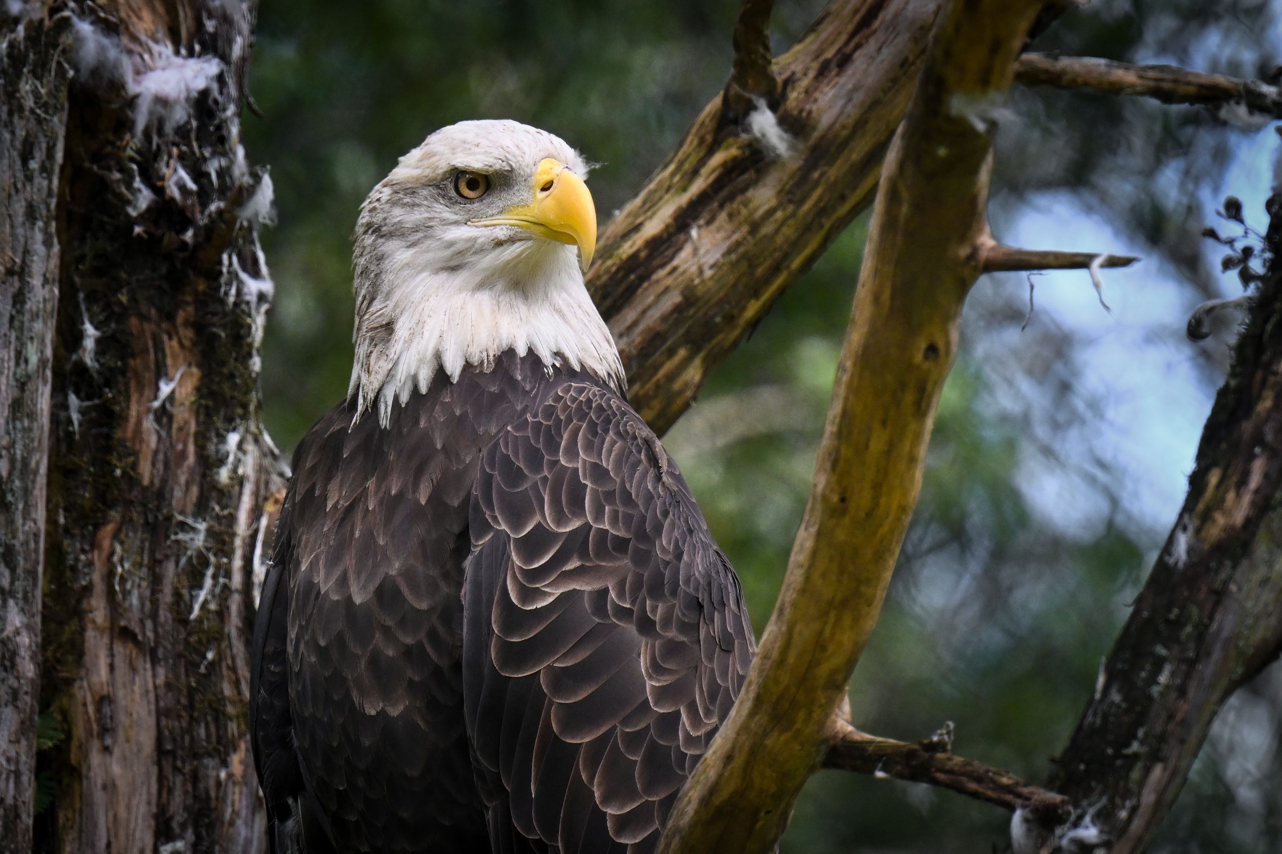Big Bear Eaglet, sonnig, versucht den ersten Flug aus dem Nest auf der lebenden Kamera
