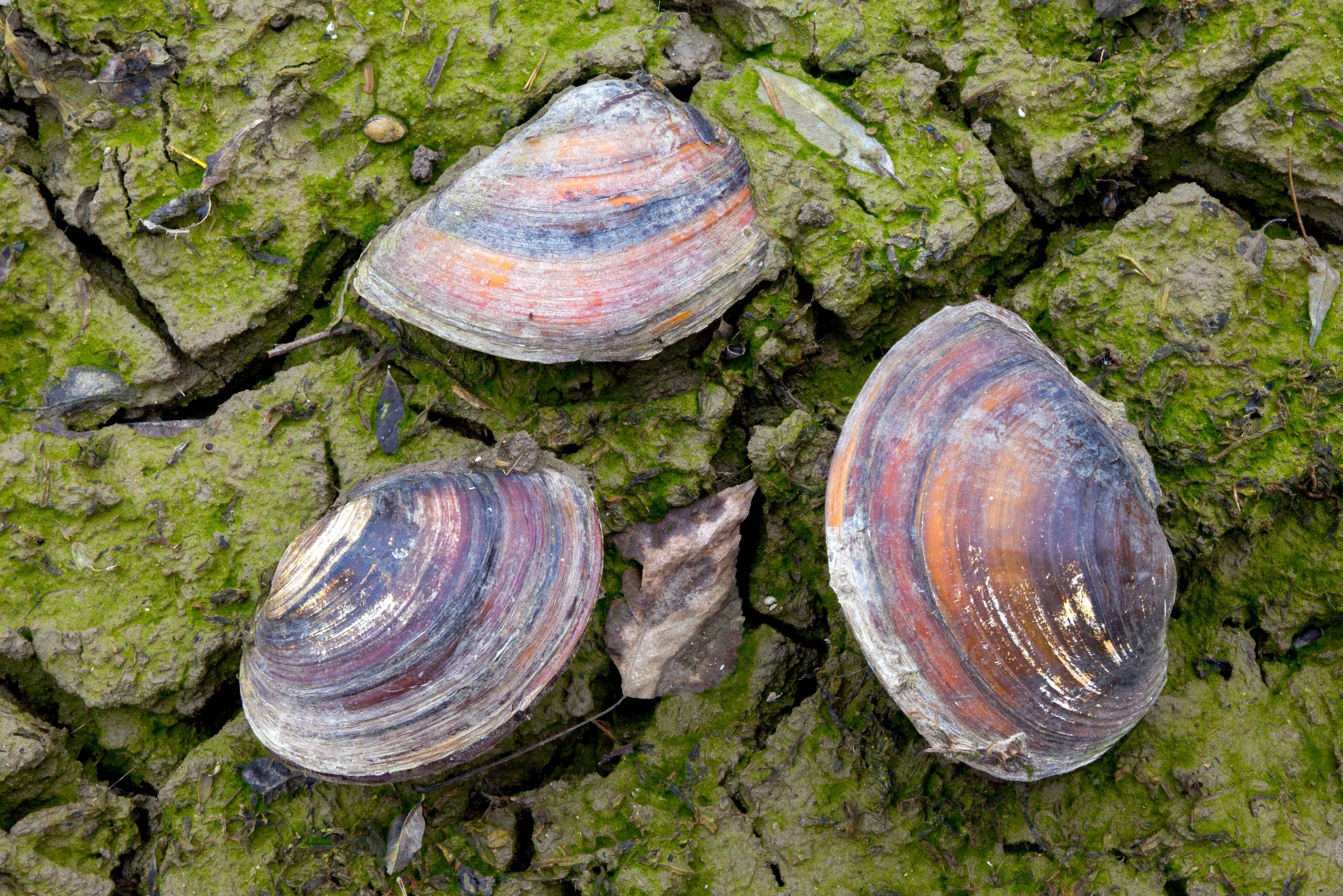 Die Sicherheit des Wassers dieser Stadt hängt von 8 Muscheln ab