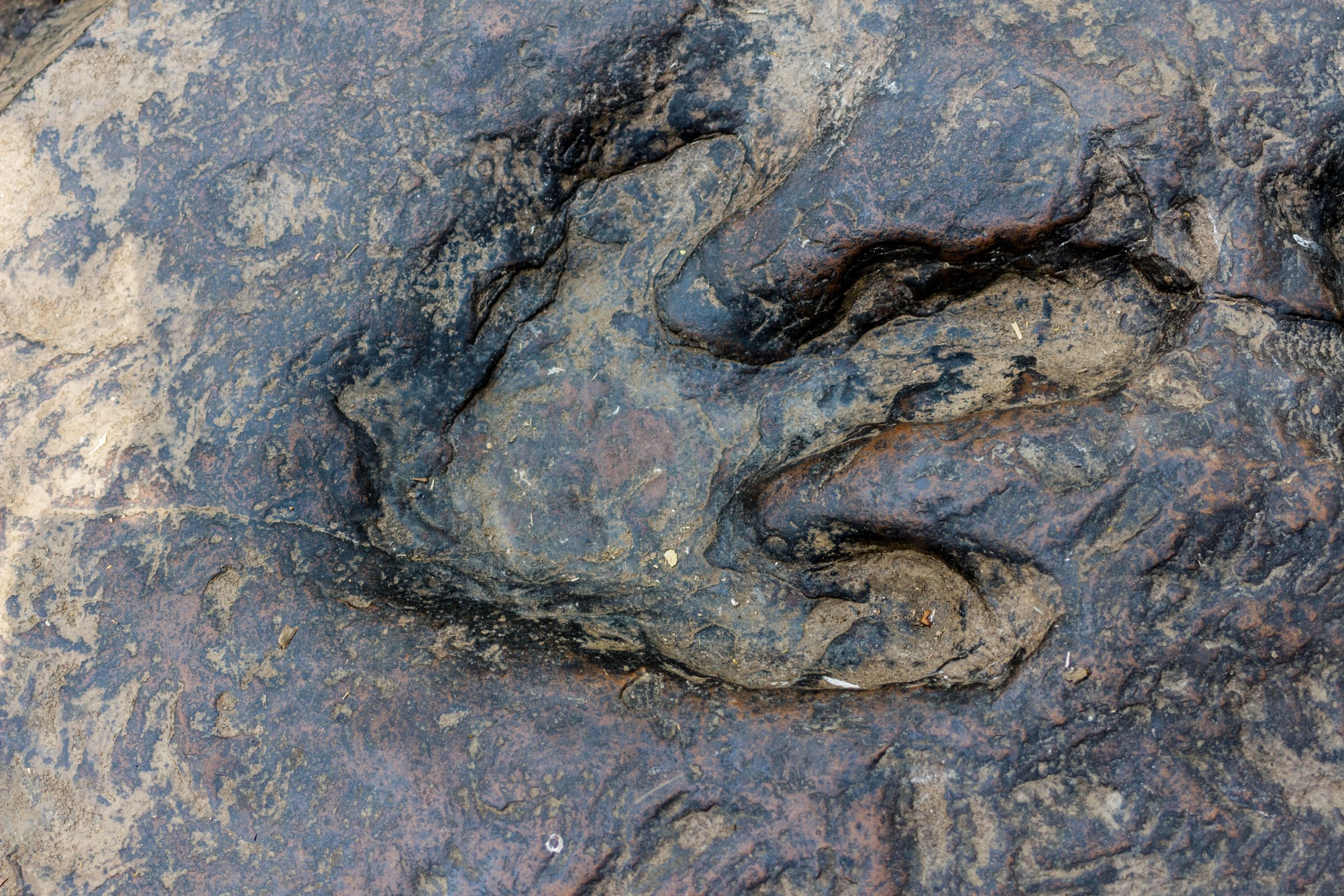 Seltene lila Dinosaurierstrecke, die vom fossilen Reiseleiter in Großbritannien entdeckt wurde