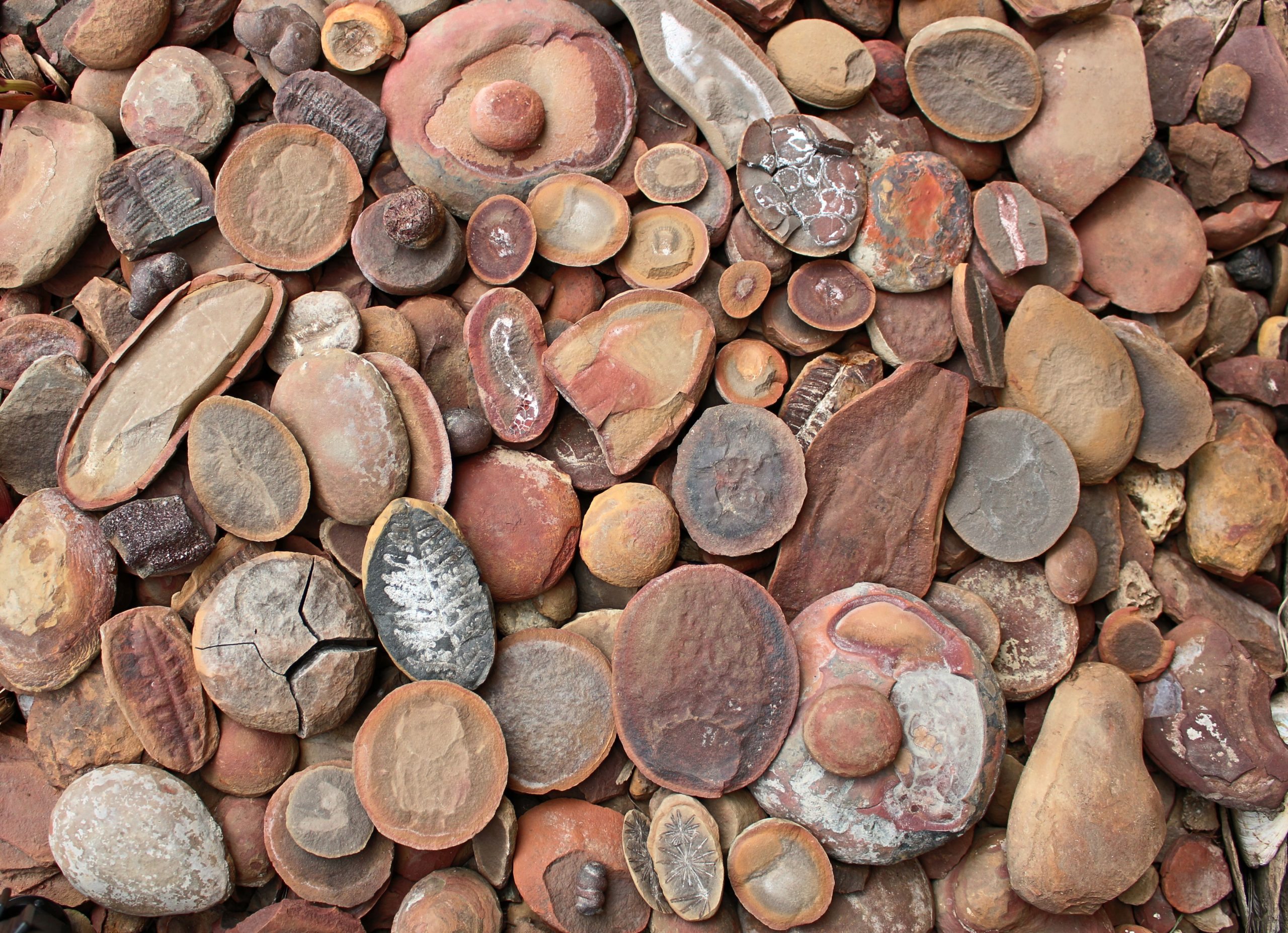 Die am besten erhaltenen Fossilien der Welt befinden sich in der Nähe dieser überraschenden Stadt im Mittleren Westen