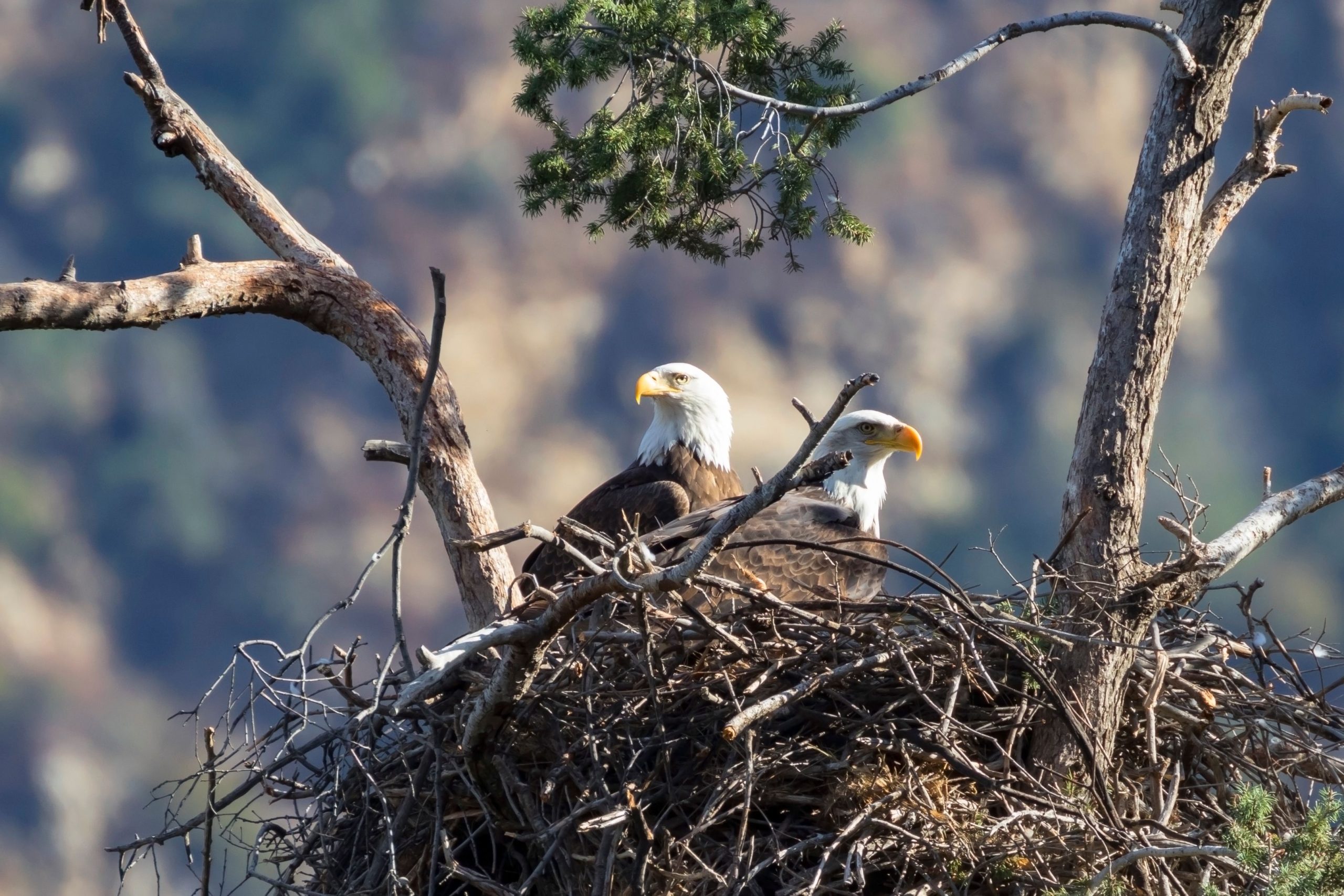 Traurige Nachrichten bestätigten, als Jackie und Shadows Eaglet es nicht durch Big Bear Storm geschafft haben