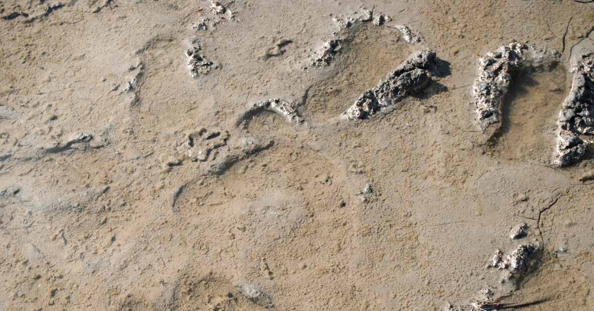 Die große Entdeckung beweist zwei alte Arten nicht nur überquerte Wege, sondern auch in einem riskanten Gebiet nebeneinander bestehen