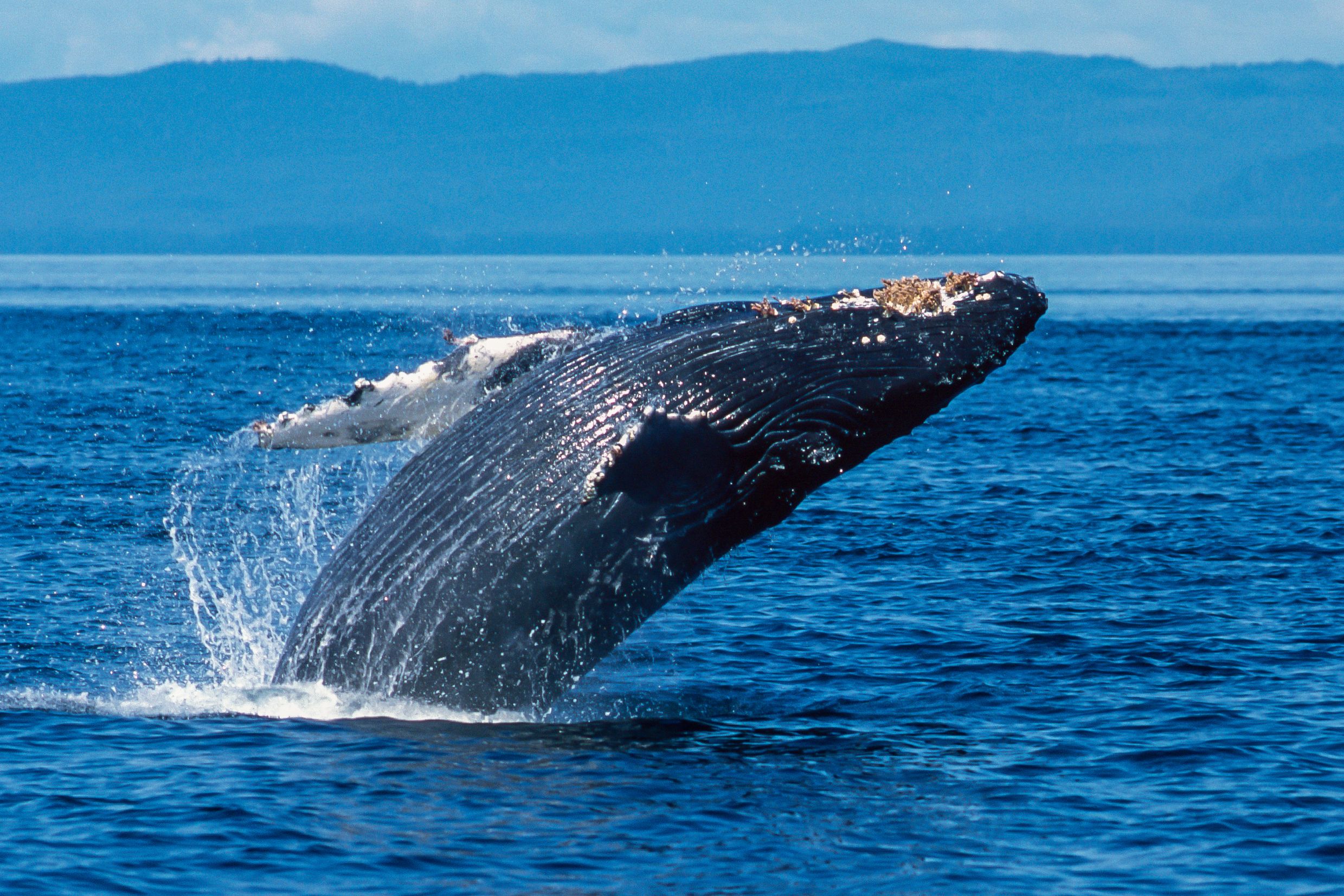 Ich war Zentimeter von einem Bären und von Angesicht zu Angesicht mit Walen entfernt-so fühlt sich Alaska an