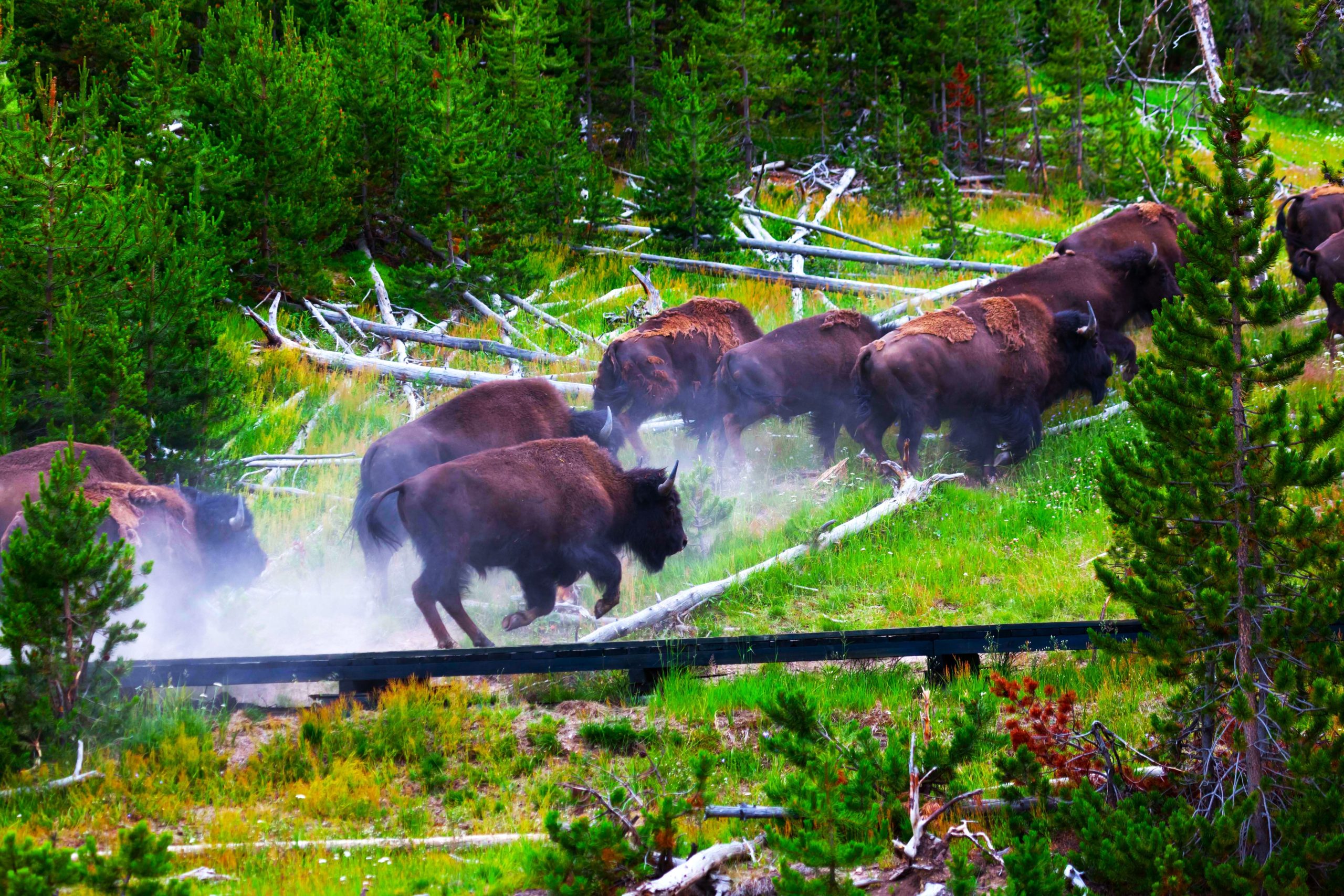 Yellowstones flüchtende Tiere lösten unmittelbare vulkanische Ausbruchsbedenken aus, aber Experten sagen, was wirklich los ist