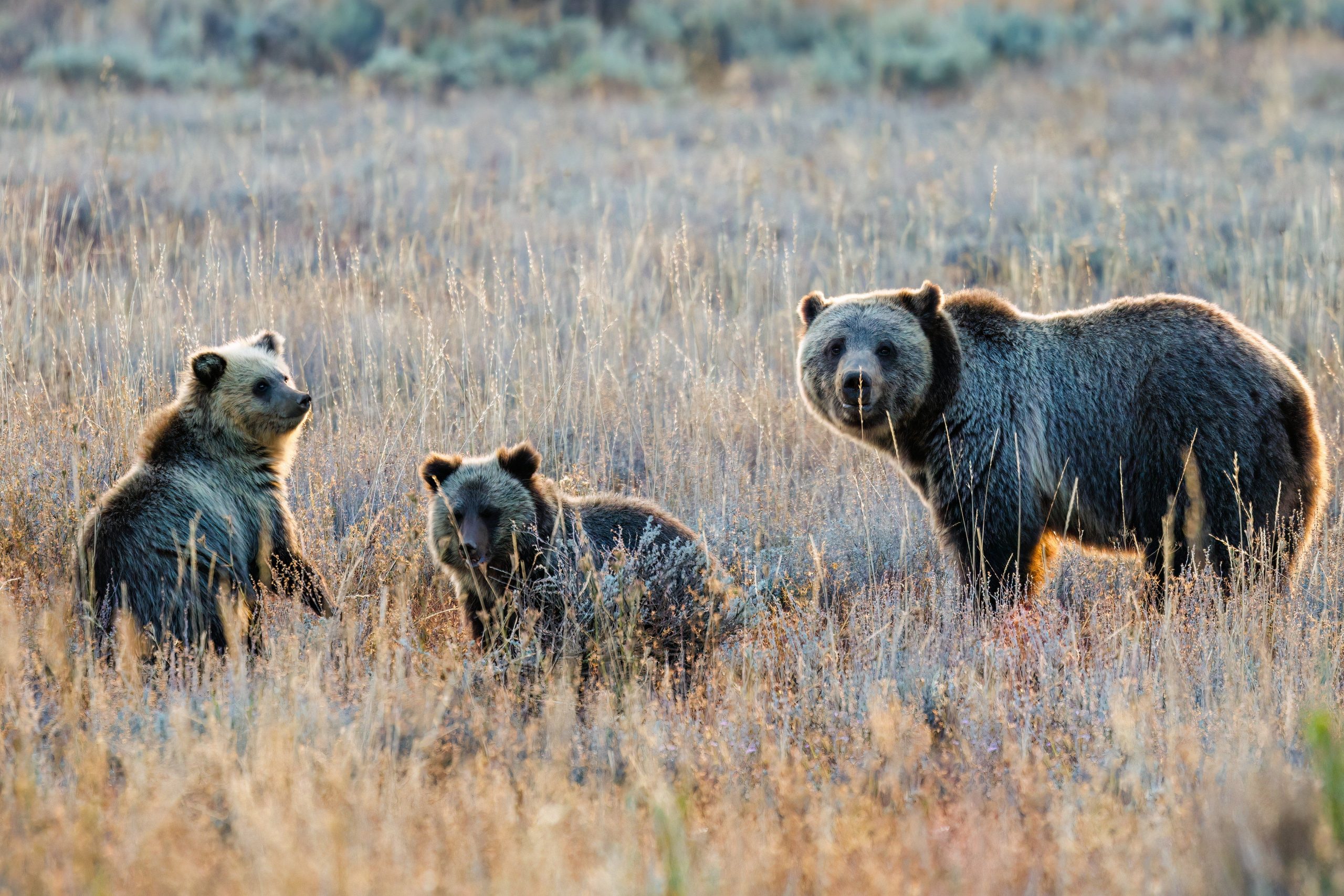 Der wahre Grund, warum Grand Teton National Park absichtlich schwarze und grizzlybären fängt
