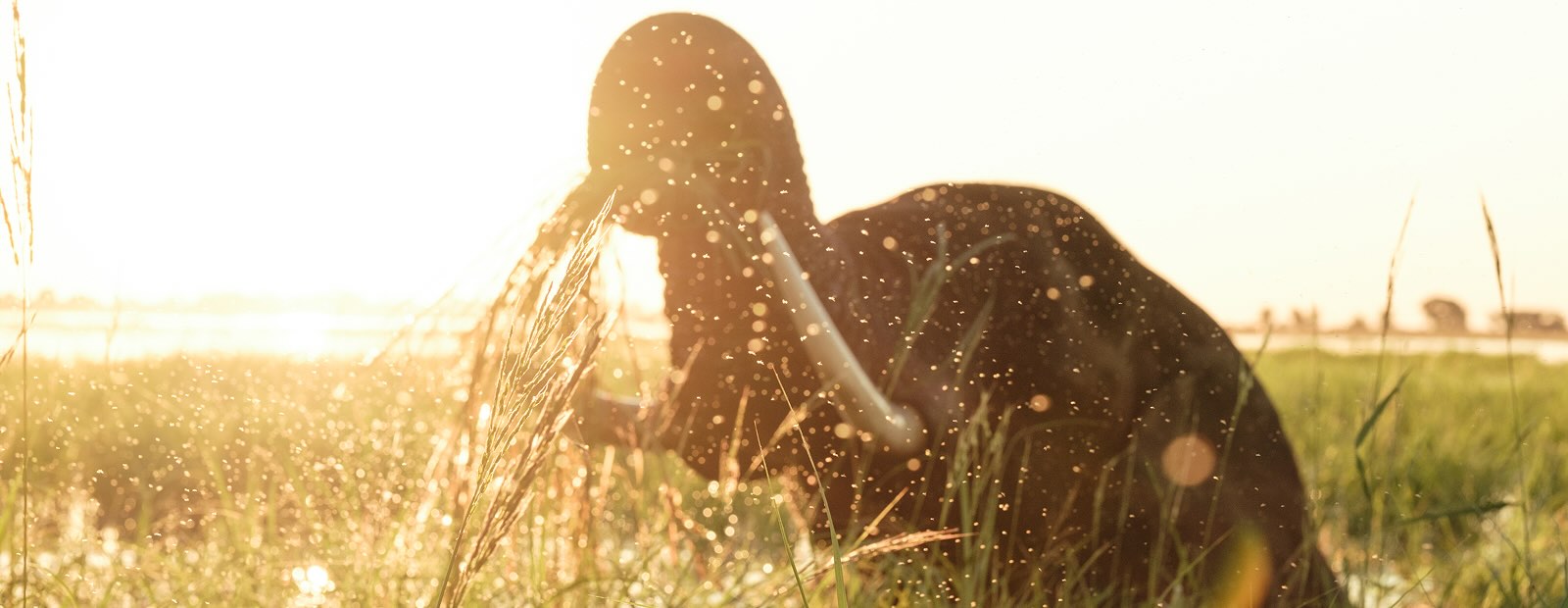Afrika, in dem die wilden Dinge den Stipendiat für Reisebereiche unterrichten, reflektiert Darcy Keely, was die Zambezi ihm über Geduld, Präsenz und die verdammte Kamera beigebracht haben.