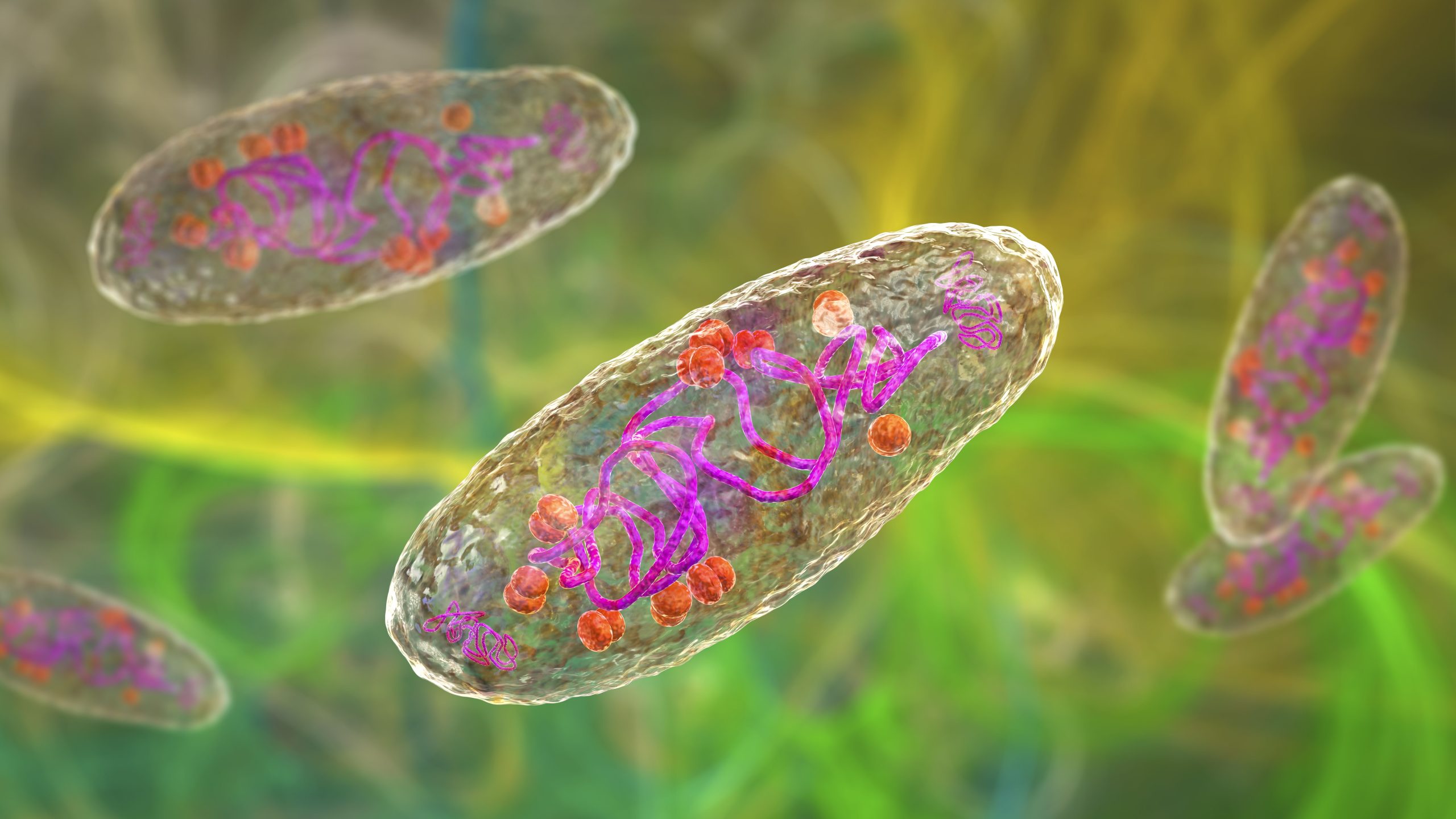 Der menschliche Tod der Pest bestätigt in der Nähe des beliebten Touristenziels in Arizona