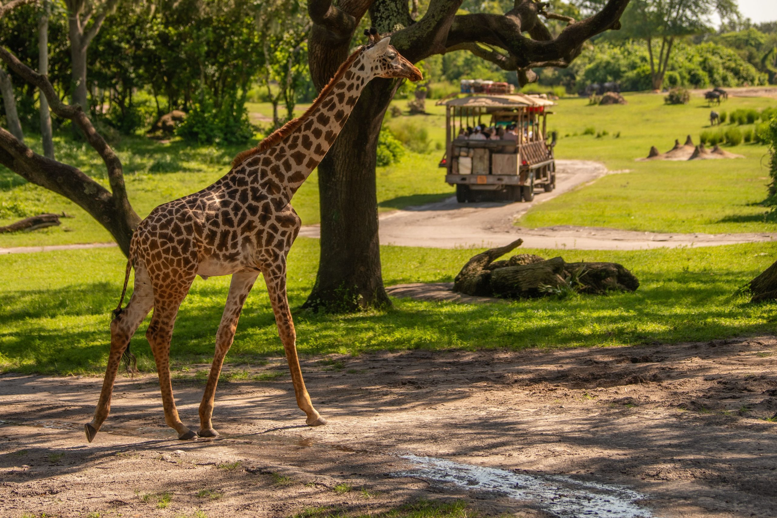 Mitarbeiter der Disney World erzeugen stehende Ovationen, um auf eine beliebte Safari 
