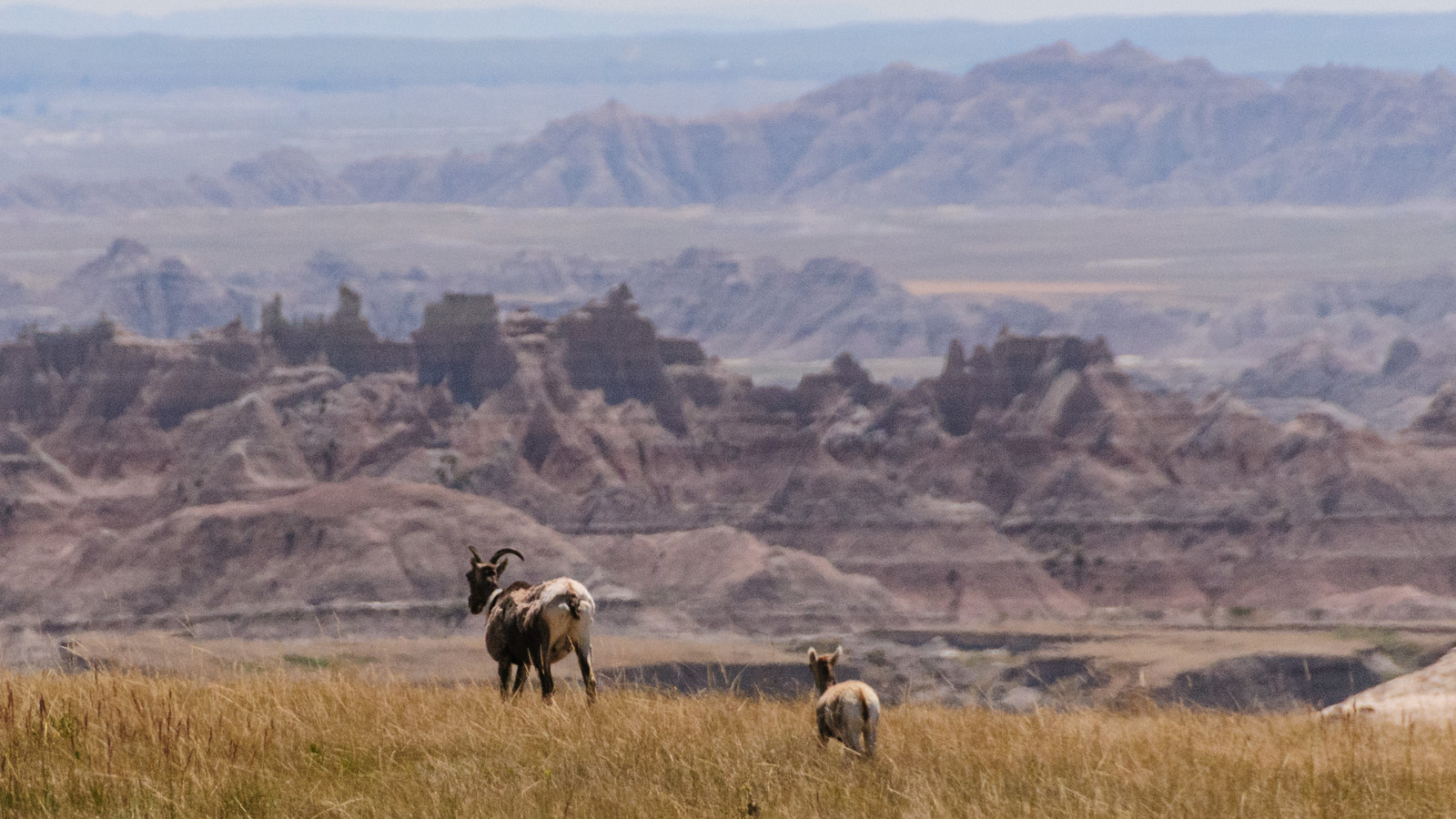Die schöne Stadt, die das Tor zu den Badlands ist