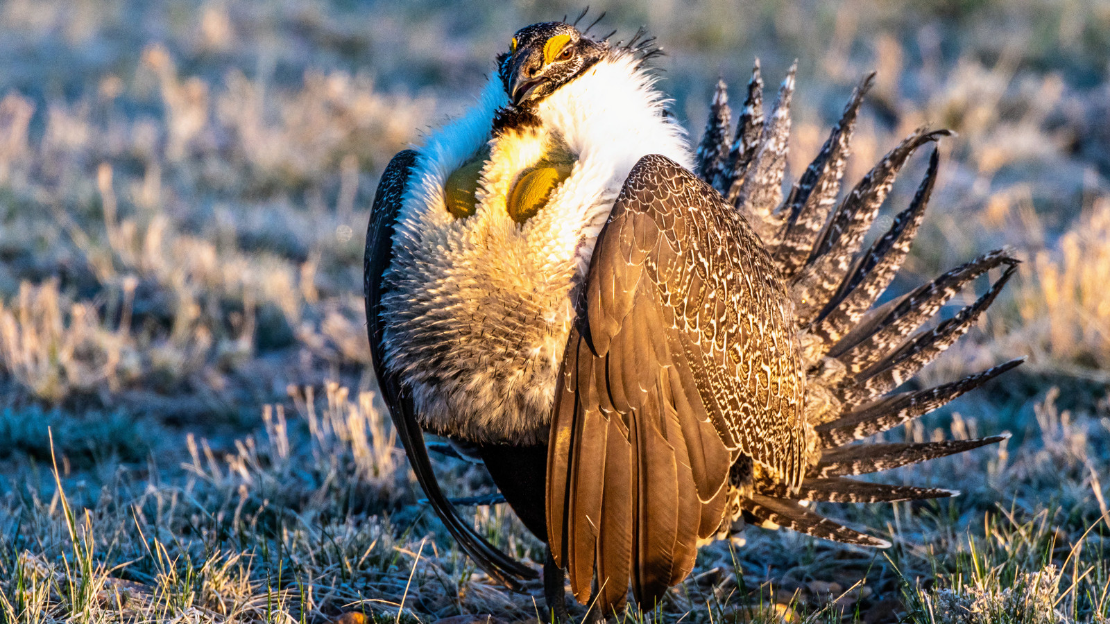 Dieser unterschätzte Nationalpark ist der beste Ort, um einen der seltensten Vögel Amerikas zu erkennen
