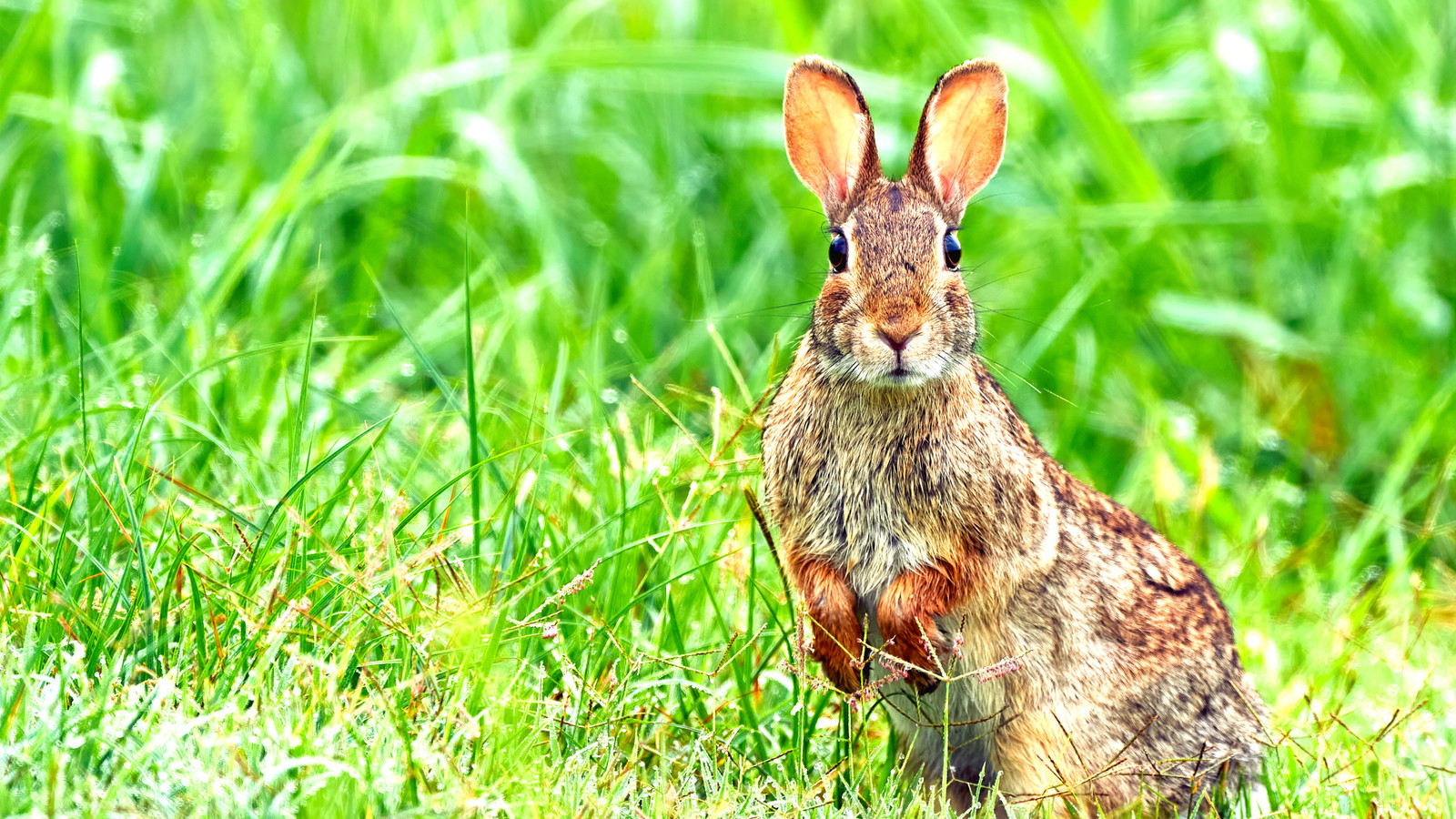 Beamte der Colorado Parks versichern den Besuchern, dass sie sich keine Sorgen machen müssen, wenn die Kaninchen der Region Sprout Tentakles