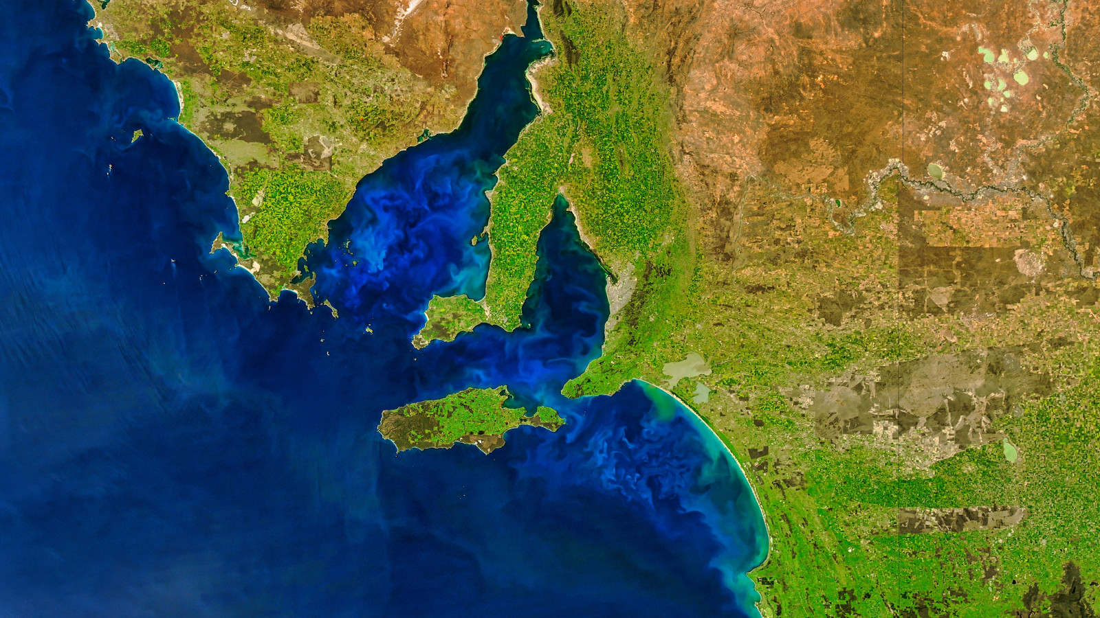 Die NASA hat gerade auf Satellitenbildern ein riesiges leuchtendes Meereslebewesen entdeckt