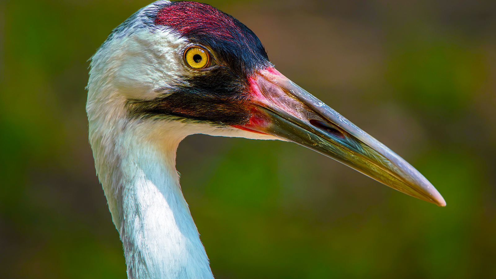 Dieser unterschätzte Nationalparkplatz ist der beste Ort, um Amerikas höchstem Vogel zu erkennen