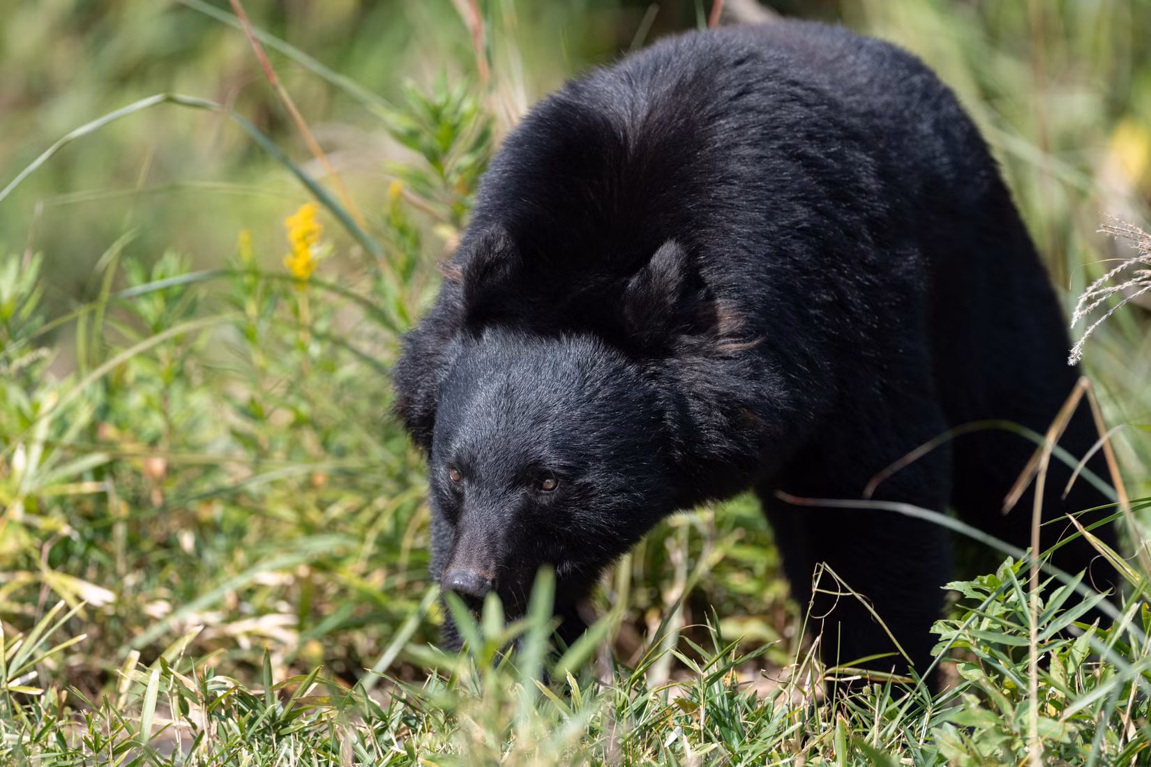 Kanada gibt angesichts tödlicher Anschläge eine Reisewarnung für eines der sichersten Länder der Welt heraus