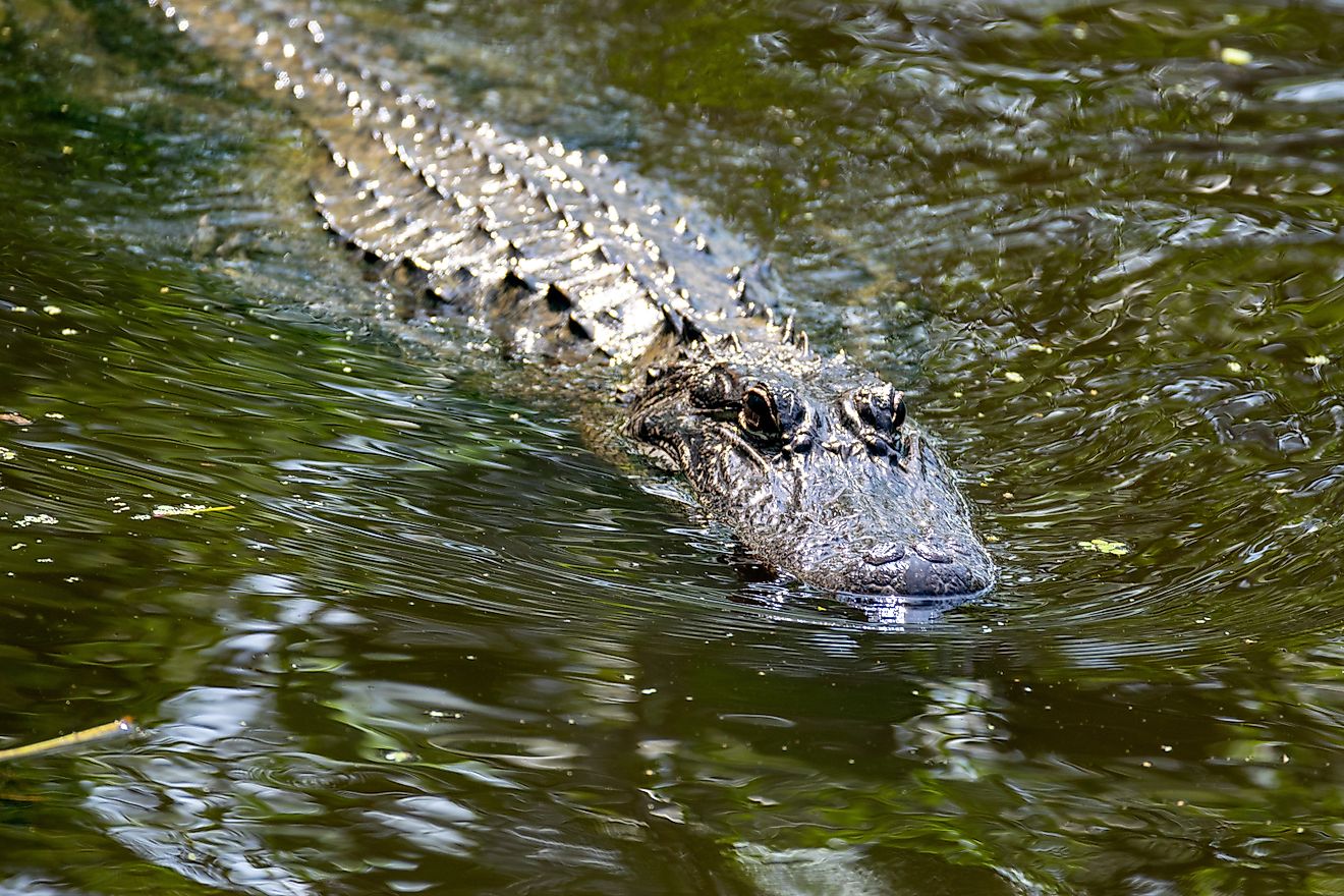 7 Die meisten Alligator 