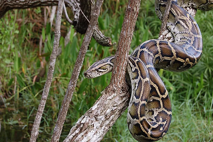 Invasive asiatische Lungenwurm, die in Pythons gefunden wurde, bedroht Floridas einheimische Schlangen