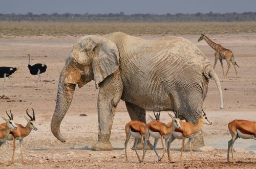 Inspiration Die beste Zeit, um den Etosha 