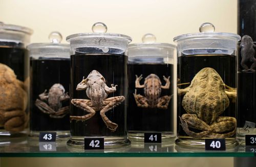 Sehen und doche beste seltsame Museen in London