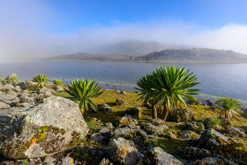 Inspirationexploring Bale Mountains National Park, Äthiopien