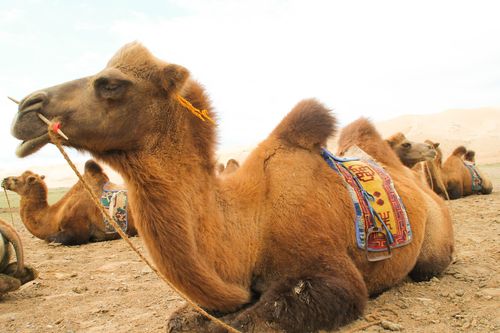 Inspiration20 Schöne Bilder von Leben und Landschaften in der Mongolei