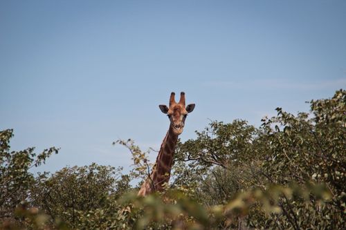 Reisezerbeinstände am besten in Namibia mit Kindern zu tun