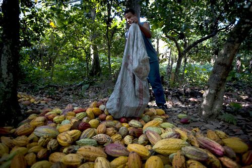 Inspiration für die beste Schokolade der Welt in Venezuela