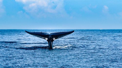 Sehen &amp; dowhere, um in Sri Lanka Whale zu sehen