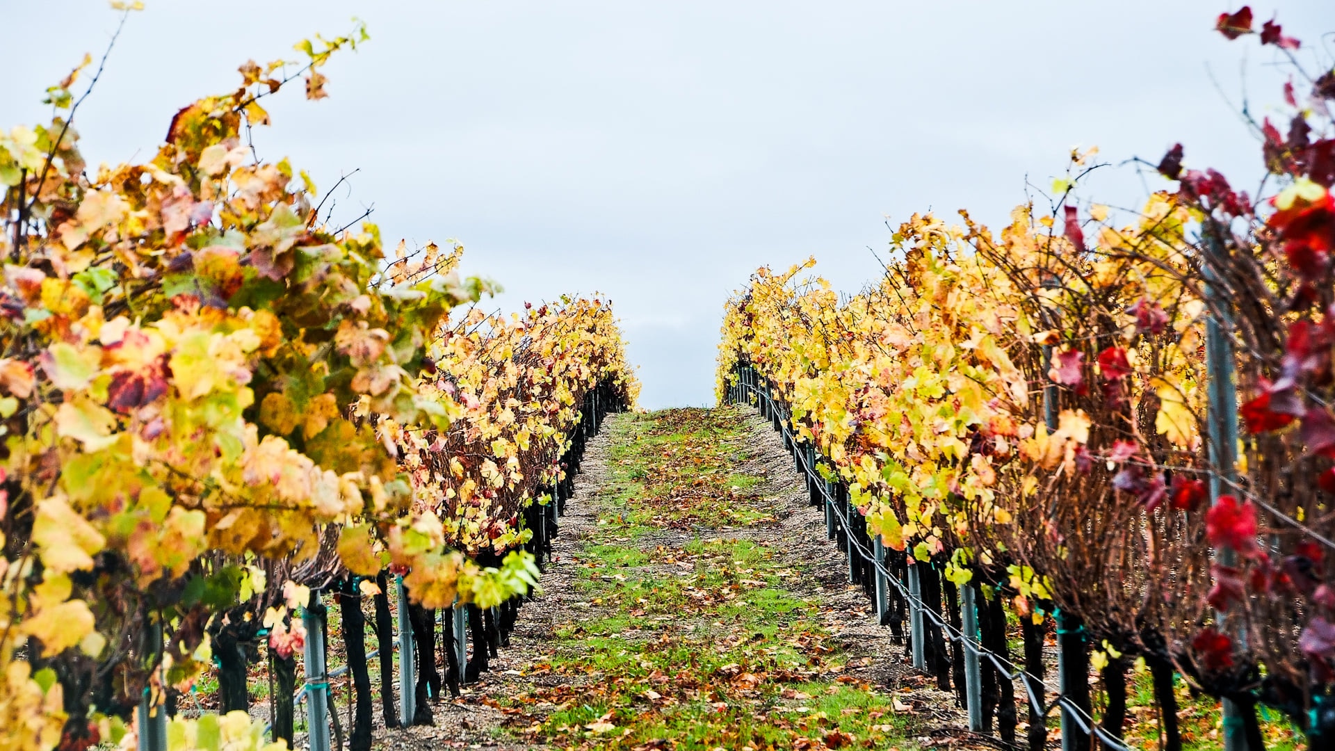 Santa Maria: Heimat der süßesten Weine