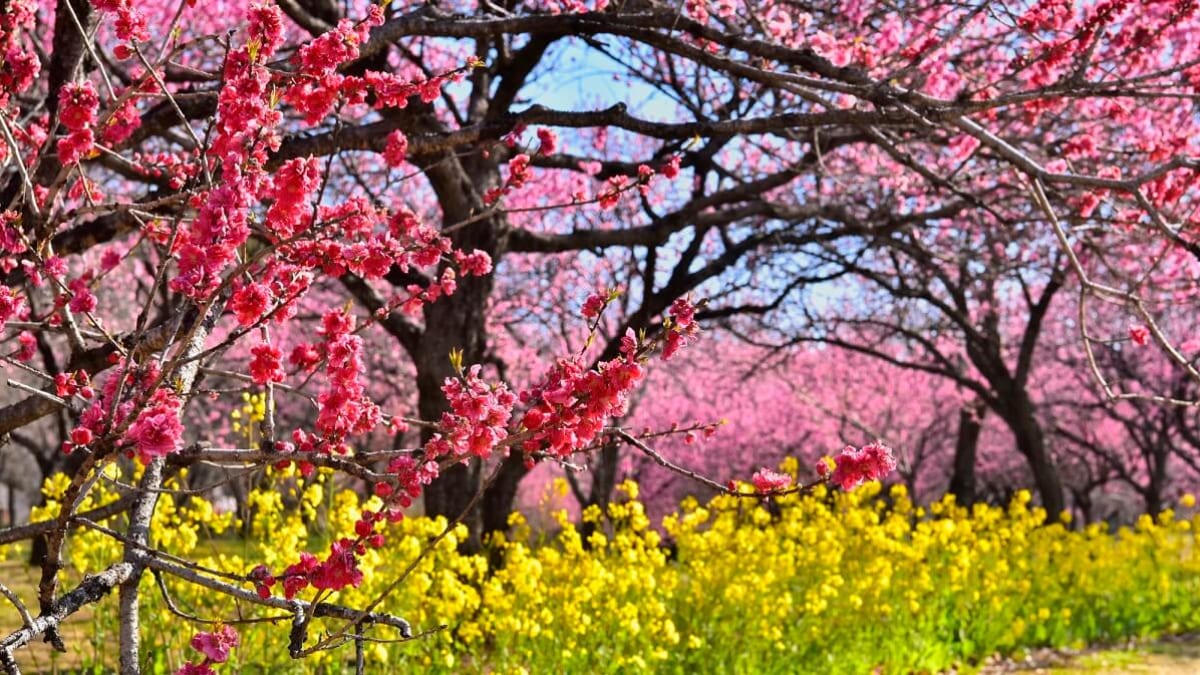 Entdecken Sie Geschichte und lokale Spezialitäten! 6 Empfohlene Touristenattraktionen in Koga City