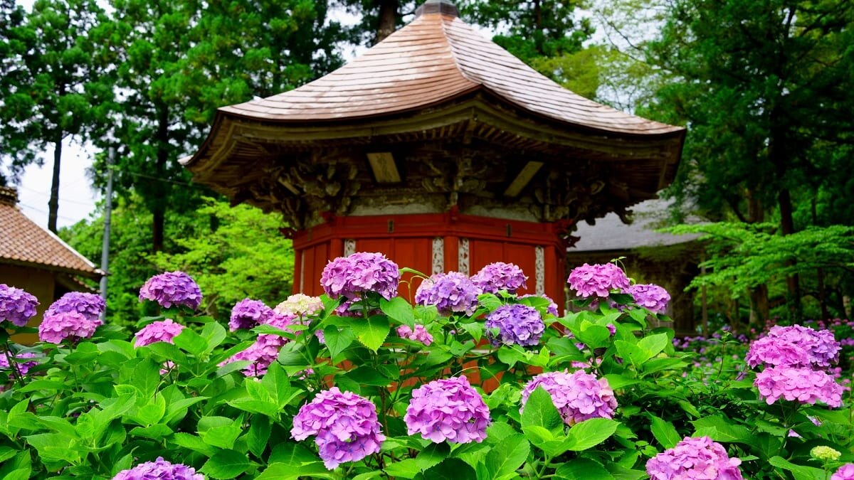 Genießen Sie Niigata in vollen Zügen 