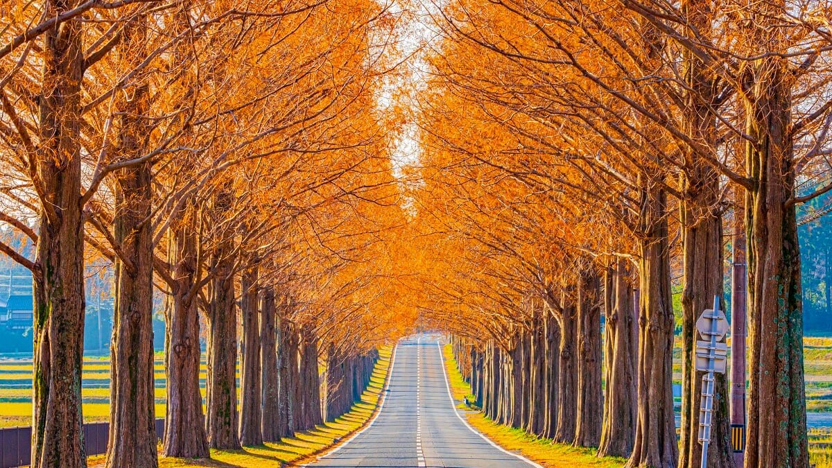 Entdecken Sie die Schönheit von Makino: 13 Touristenplätze mit atemberaubenden Aussichten