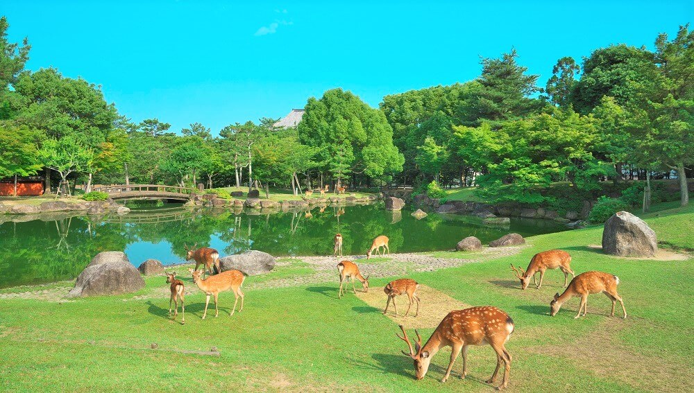 Wo kann man Hirsche im Nara Park treffen! Genießen Sie eine entspannende Zeit in einem naturgefüllten Park