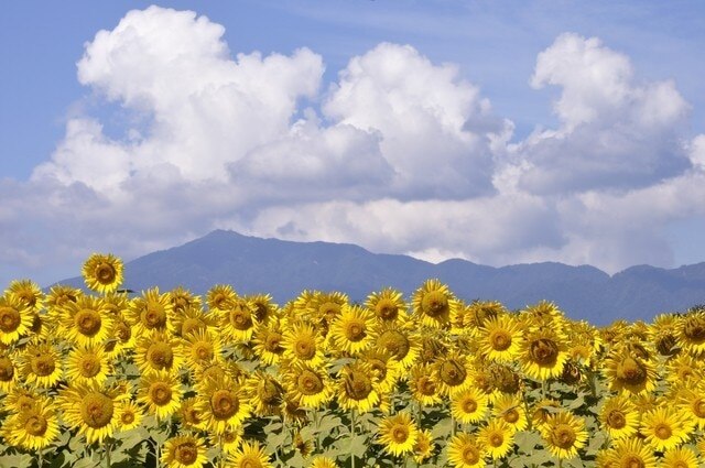 12 Empfohlene Sightseeing-Plätze in Zama City: Einführung von Sehenswürdigkeiten zur Erkundung beim Spaziergang