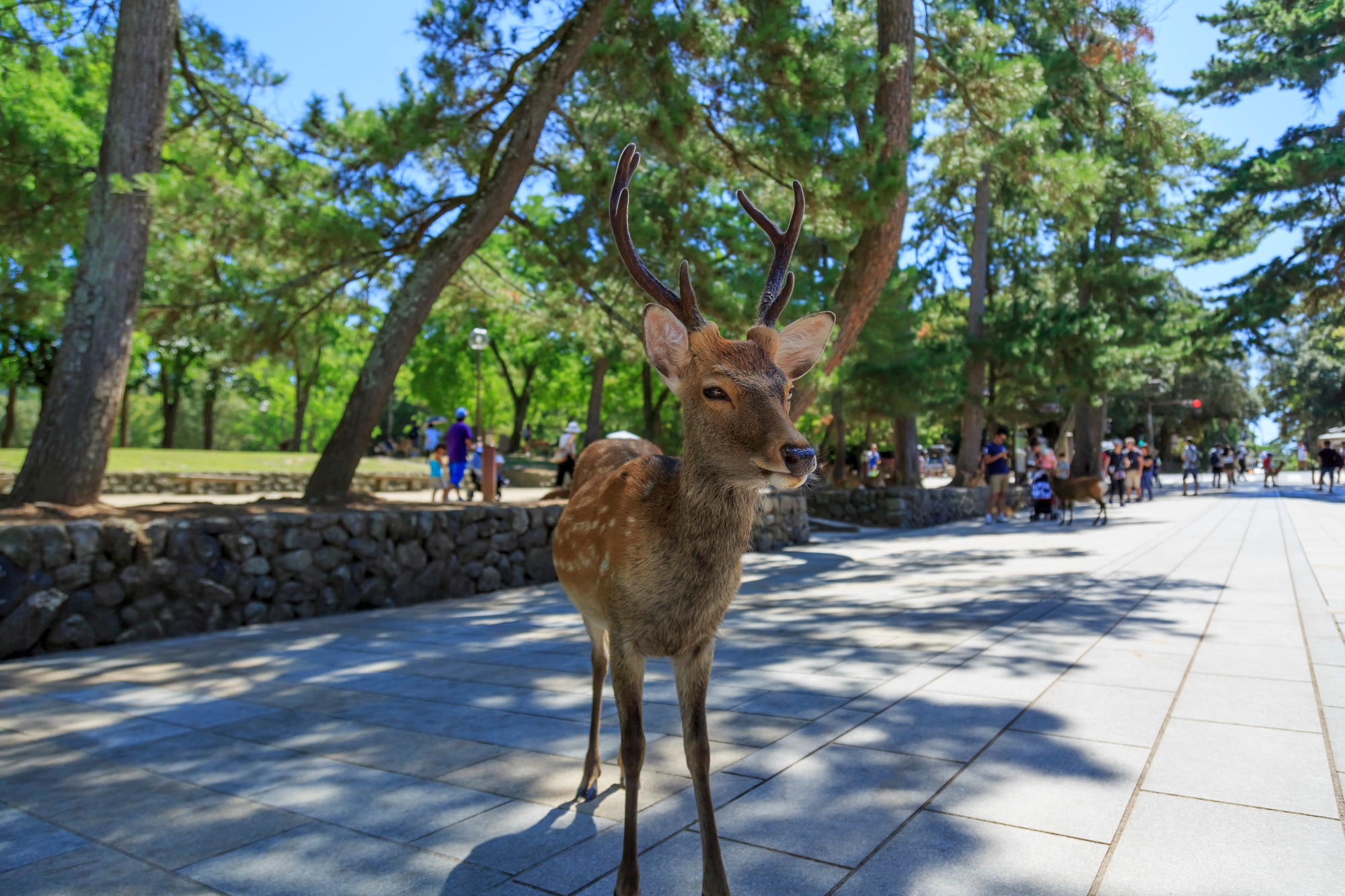 Ein Leitfaden zum Nara Park, Japans berühmtem Hirschschutzgebiet