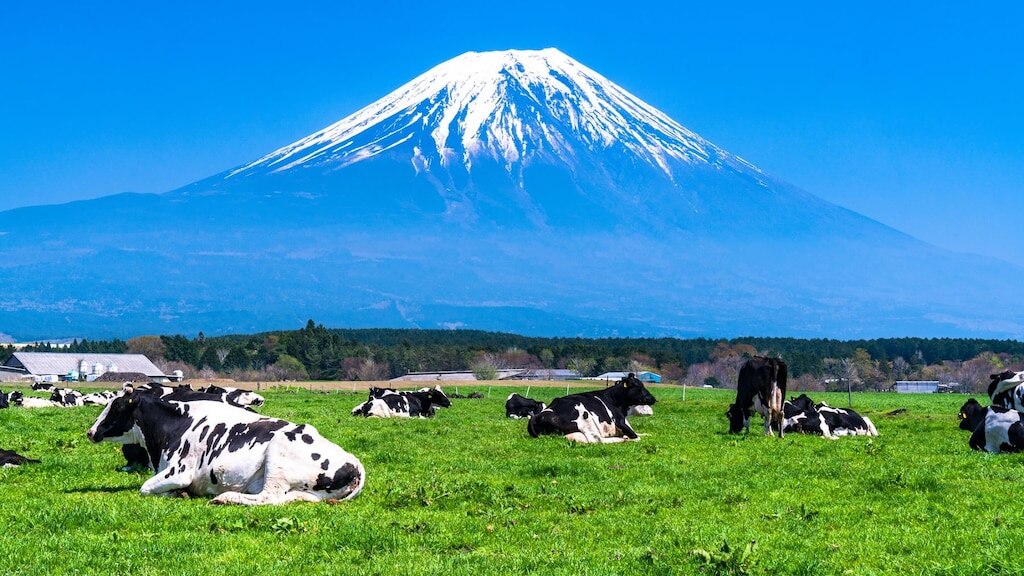 Eine Graslandfläche, die sich am Fuße des Mount Fuji ausbreitet! Einführung empfohlene Touristenplätze im Asagiri Plateau!
