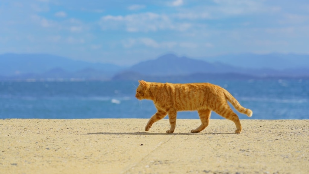 [6 große Katzenflecken der Welt] Lass uns zu Fukuokas Katzeninsel „Ainoshima“ gehen 🐈