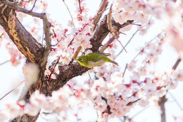 Ume Matsuri: Die Top 5 Orte, um Pflaumenblüten in Tokio zu sehen