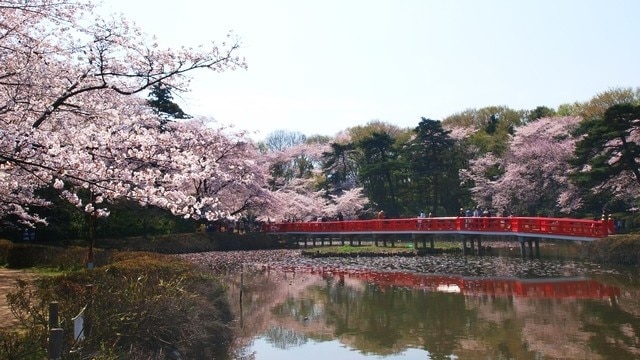 7 Empfohlene Sehenswürdigkeiten in Iwatsuki! Nur ein Stopp von ōmiya in Saitama City in die "Puppenstadt"