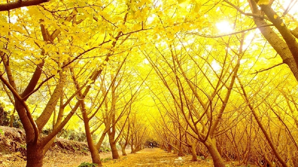 Top 10 Touristenplätze auf der ōsumi 